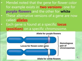 • Mendel noted that the gene for flower color
for example exists in two versions, one for
purple flowers and the other for white
• These alternative versions of a gene are now
called alleles
• Each gene is found at a specific locus
(position) on a specific chromosome.
 