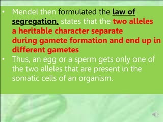 • Mendel then formulated the law of
segregation, states that the two alleles
a heritable character separate
during gamete formation and end up in
different gametes
• Thus, an egg or a sperm gets only one of
the two alleles that are present in the
somatic cells of an organism.
 
