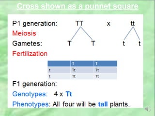 Cross shown as a punnet square
 
