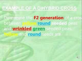 EXAMPLE OF A DIHYBRID CROSS
Determine the F2 generation of a cross
between yellow round seeded peas
and wrinkled green seeded peas.
Yellow and round seeds are
 