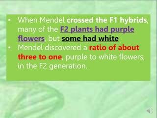 • When Mendel crossed the F1 hybrids,
many of the F2 plants had purple
flowers, but some had white
• Mendel discovered a ratio of about
three to one, purple to white flowers,
in the F2 generation.
 