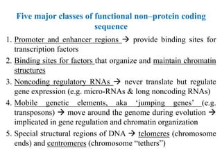 Comprehensive Overview of Human Genetics and Pediatric Diseases | PDF