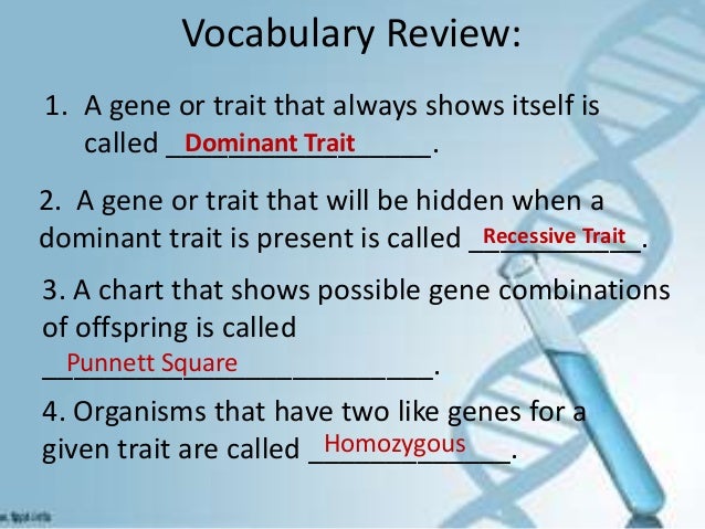 Chart That Shows Possible Gene Combinations