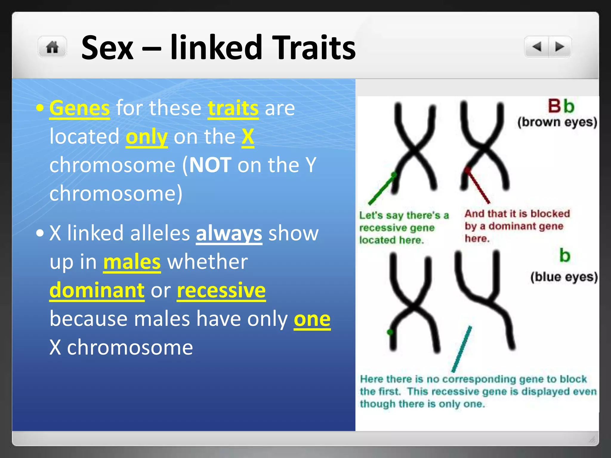 Example of Humans
 Females: 23 homologous pairs
 Males: 22 homologous pairs + 1
pair different
#
Chromosomes Type
46 chromosomes
— 2 sex chromosomes
44 autosomes
Example of Fruit Flies
 Females: 4 homologous pairs
 Males: 3 homologous
pairs + 1 pair different
#
Chromosomes Type
8 chromosomes
— 2 sex chromosomes
6 autosomes
10
 