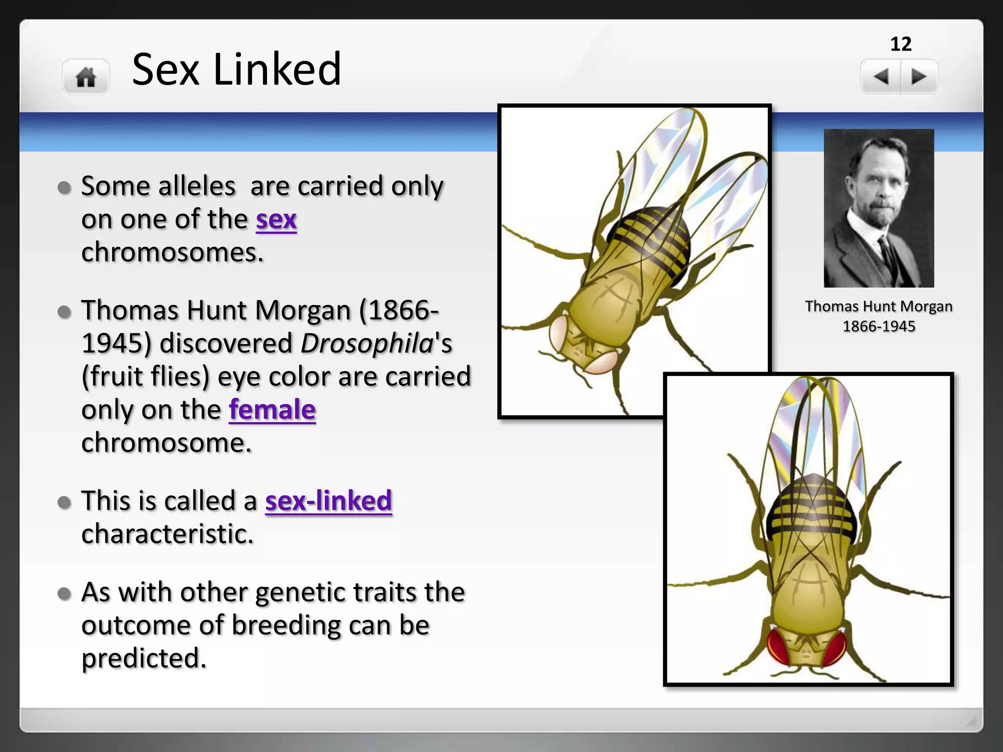 Sex-linked
These traits for fruit fly eye color are written : R stands for red
while r stands for white.
XR XR Red-eyed
XR Xr Red-eyed
Xr Xr White Eyed
Female
XR Y Red-eyed
Xr Y White Eyed
Male
Possible Genotypes & Phenotypes
12
 