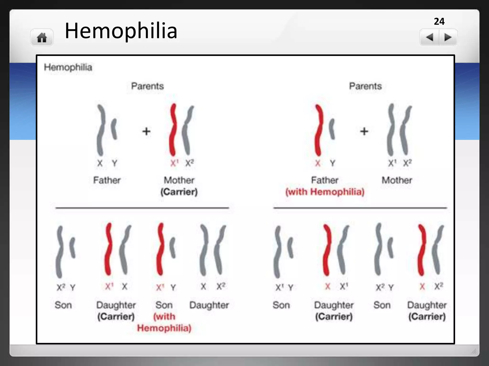 Sexing Drosophila
What sex would each of the following be?
XXY
X
Female
Male
24
 