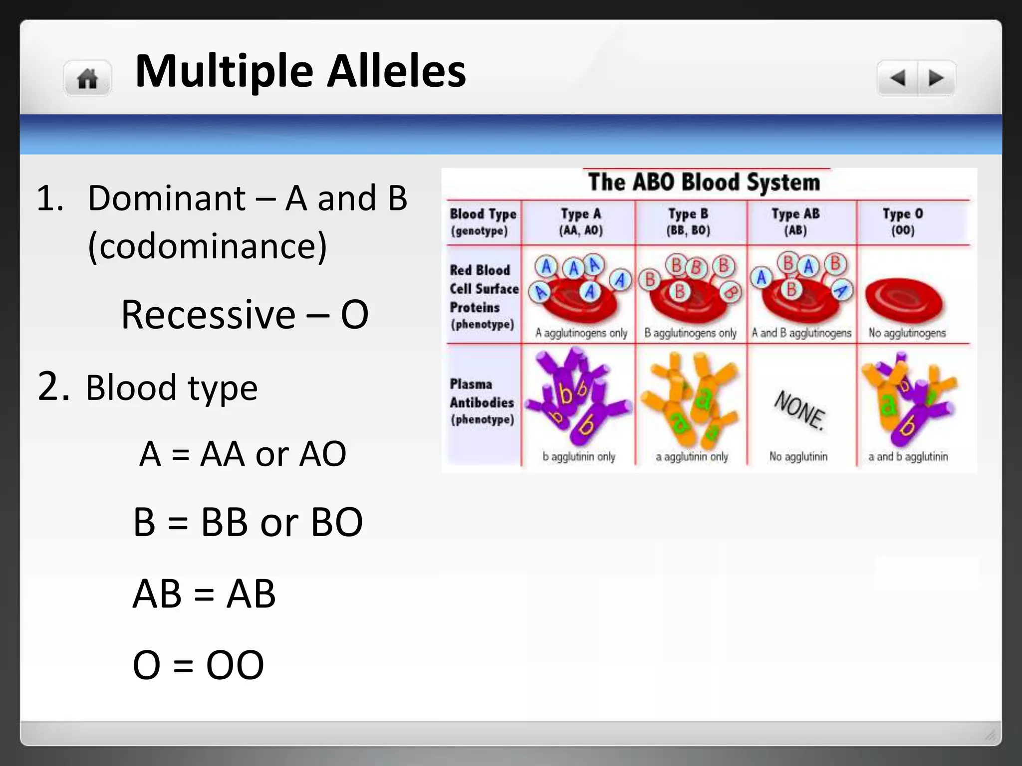 Multiple Alleles
1. Dominant – A and B
(codominance)
Recessive – O
2. Blood type
A = AA or AO
B = BB or BO
AB = AB
O = OO
 