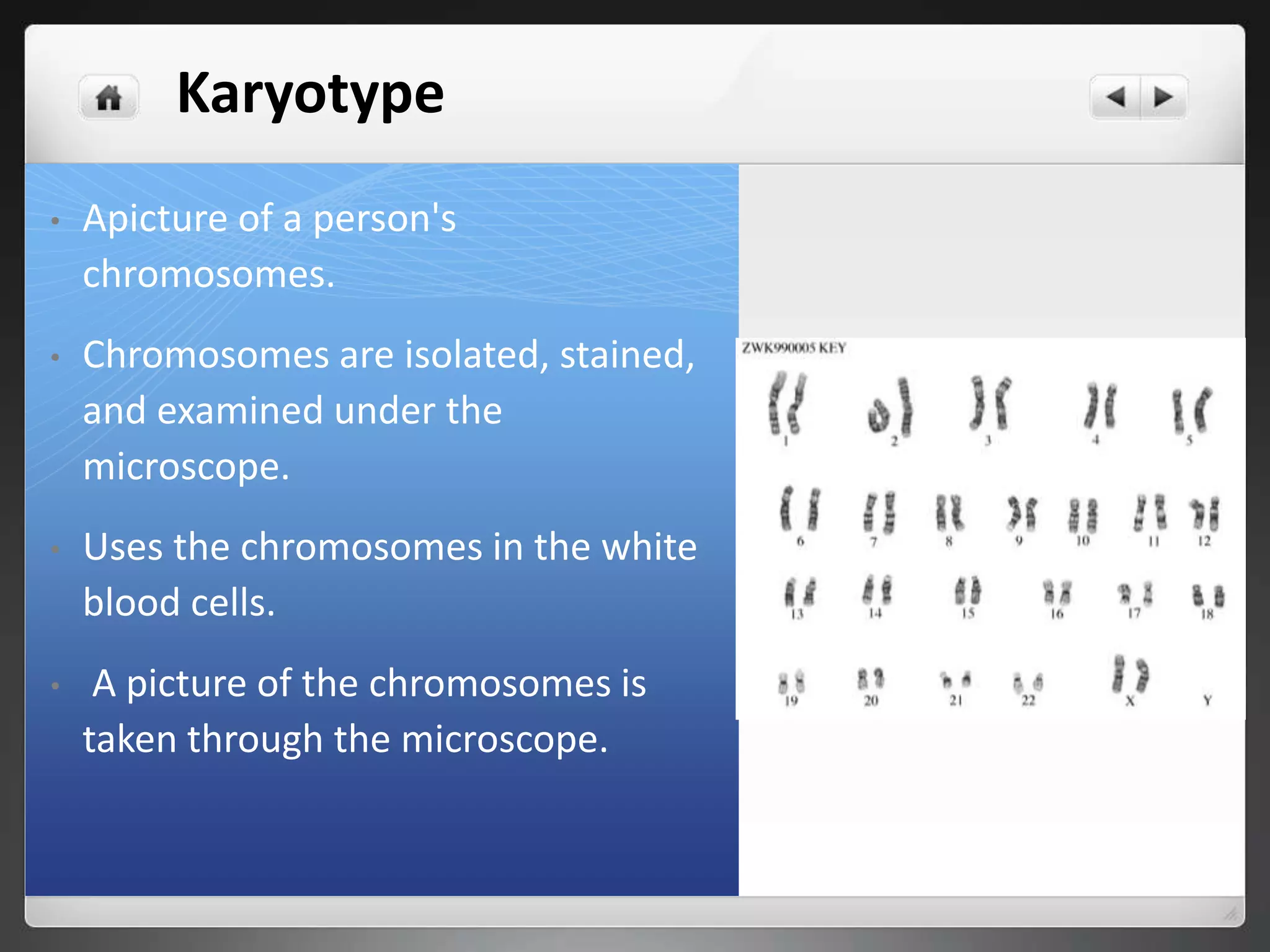 Karyotypes of other organisms
31
Mus sp. (mouse)
Drosophlia sp. (fruit fly)
 