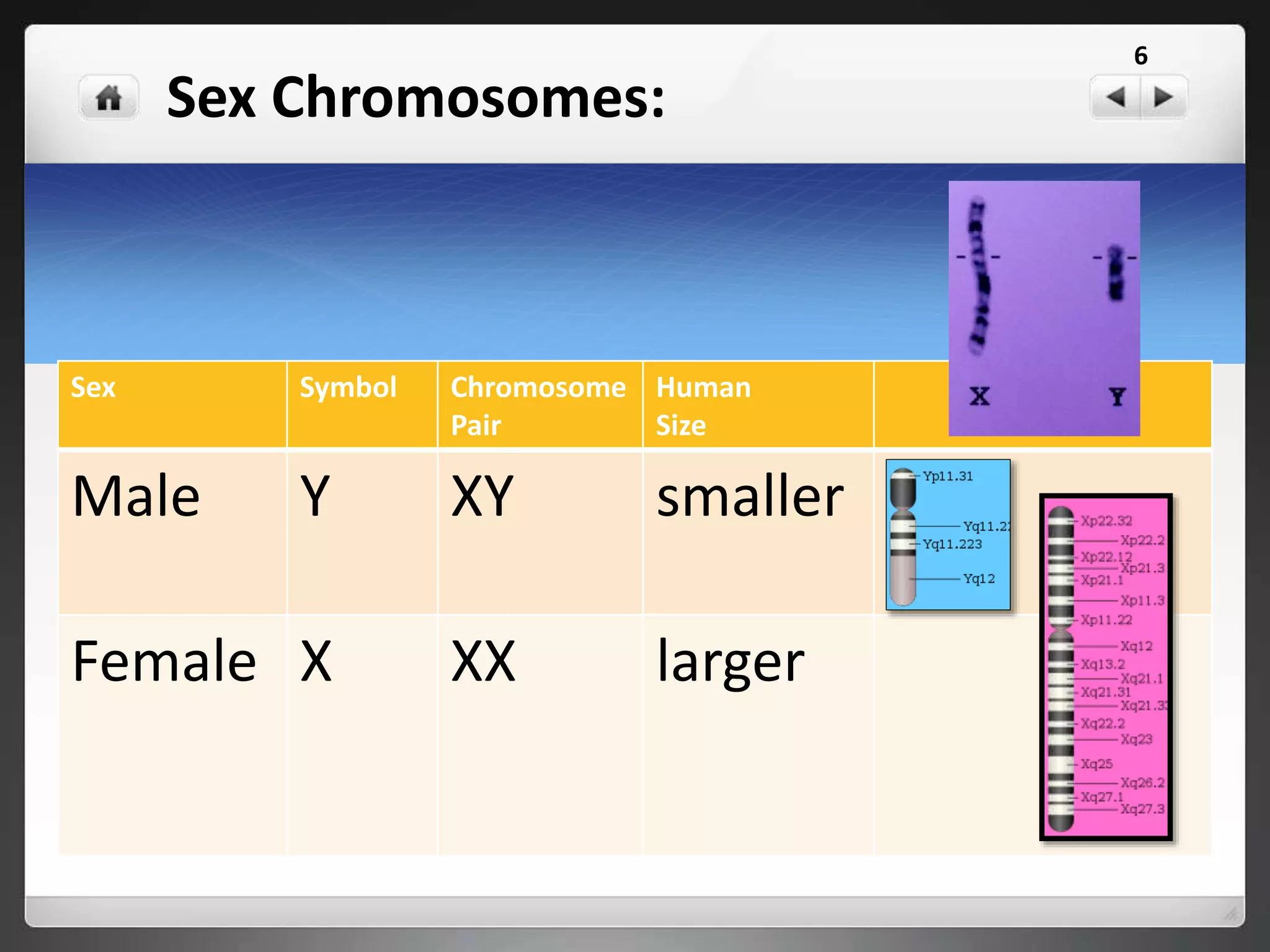 Sex Chromosomes:
Sex Symbol Chromosome
Pair
Human
Size
Male Y XY smaller
Female X XX larger
6
 