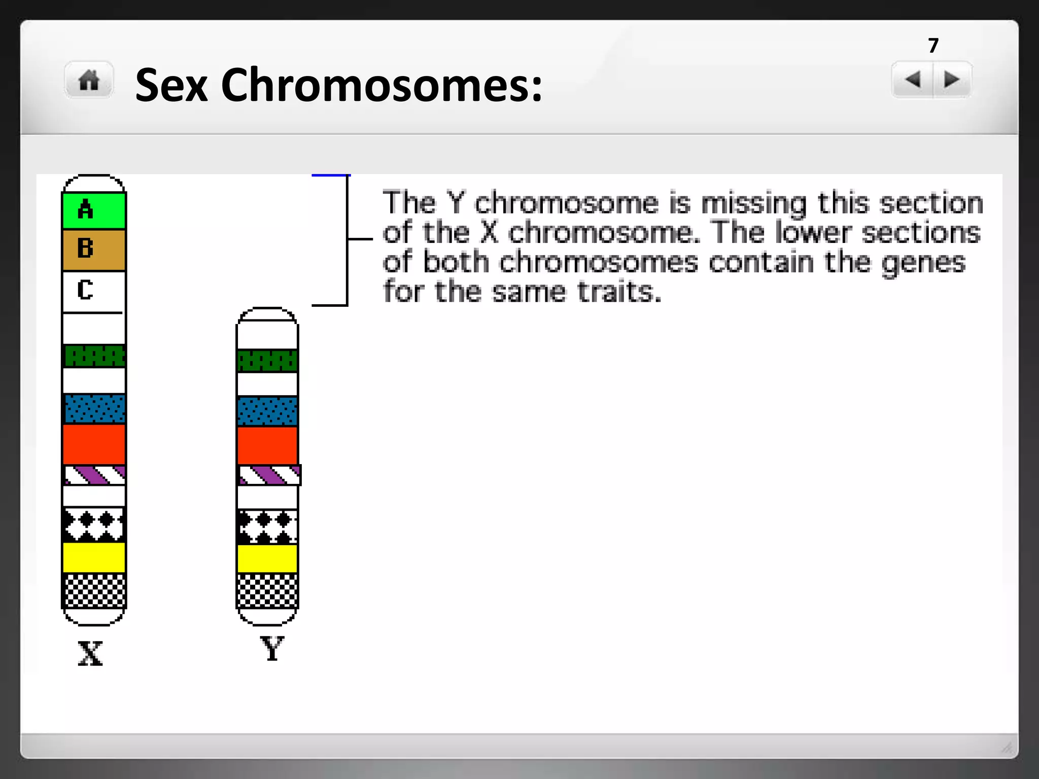 Sex Chromosomes:
7
 