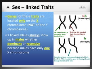 Example of Humans
 Females: 23 homologous pairs
 Males: 22 homologous pairs + 1
pair different
#
Chromosomes Type
46 chromosomes
— 2 sex chromosomes
44 autosomes
Example of Fruit Flies
 Females: 4 homologous pairs
 Males: 3 homologous
pairs + 1 pair different
#
Chromosomes Type
8 chromosomes
— 2 sex chromosomes
6 autosomes
10
 