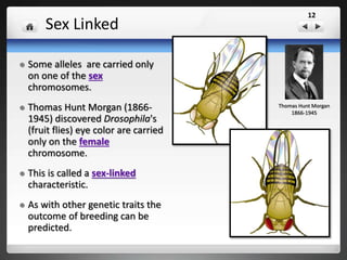Sex-linked
These traits for fruit fly eye color are written : R stands for red
while r stands for white.
XR XR Red-eyed
XR Xr Red-eyed
Xr Xr White Eyed
Female
XR Y Red-eyed
Xr Y White Eyed
Male
Possible Genotypes & Phenotypes
12
 
