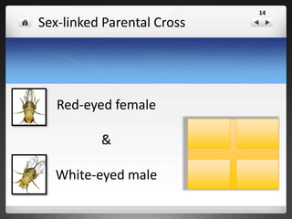 Sex-linked Parental Cross
Red-eyed female
&
White-eyed male
XR
XR
Xr Y
14
 