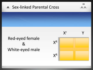 Sex-linked Parental Cross
Red-eyed female
&
White-eyed male
XR Xr XR Y
XR Xr XR Y
XR
XR
Xr Y
15
 