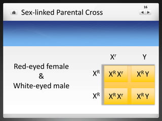 Sex-linked ƒ1 Cross
Red-eyed female
&
Red-eyed male
From Parental Cross
16
 