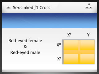 Sex-linked ƒ1 Cross
Red-eyed female
&
Red-eyed male
XR XR XR Y
XR Xr XR Y
XR
Xr
XR Y
18
 