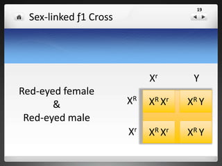 Results: ƒ1 cross: ƒ2 generation
XR XR Red-eyed
XR Xr Red-eyed
Female
XR Y Red-eyed
Xr Y White Eyed
Male
Possible Genotypes & Phenotypes
Note: There are not any white-eyed females
19
 