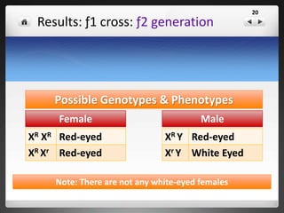 Human Colorblindness
An inability to distinguish
between certain colors.
Examples of recessive sex-linked disorders:
 
