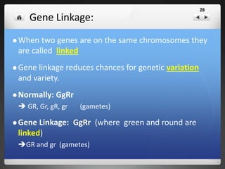 Maps & Genomes
• Scientist are developing
genetic map (or genome)
which shows the
relationship among different
genes along a chromosome.
• These are used to pin-point
errors in genetic make-up
and help scientists
understand other problems.
Human Genome Karyotype
 