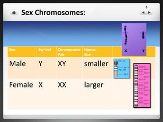Sex Chromosomes:
Sex Symbol Chromosome
Pair
Human
Size
Male Y XY smaller
Female X XX larger
6
 