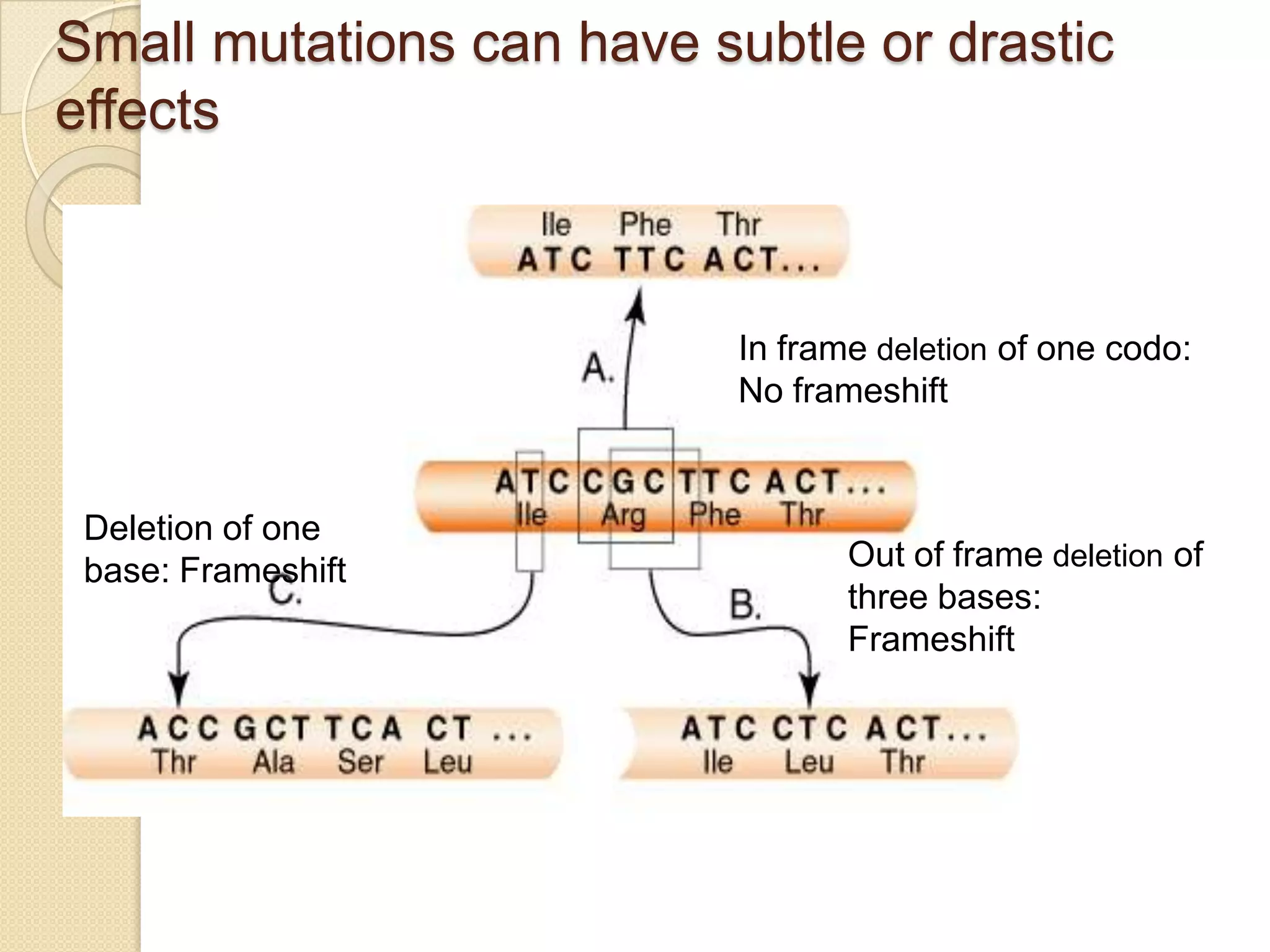 Small mutations can have subtle or drastic
effects



                           In frame deletion of one codo:
                           No frameshift


 Deletion of one
 base: Frameshift                 Out of frame deletion of
                                  three bases:
                                  Frameshift
 