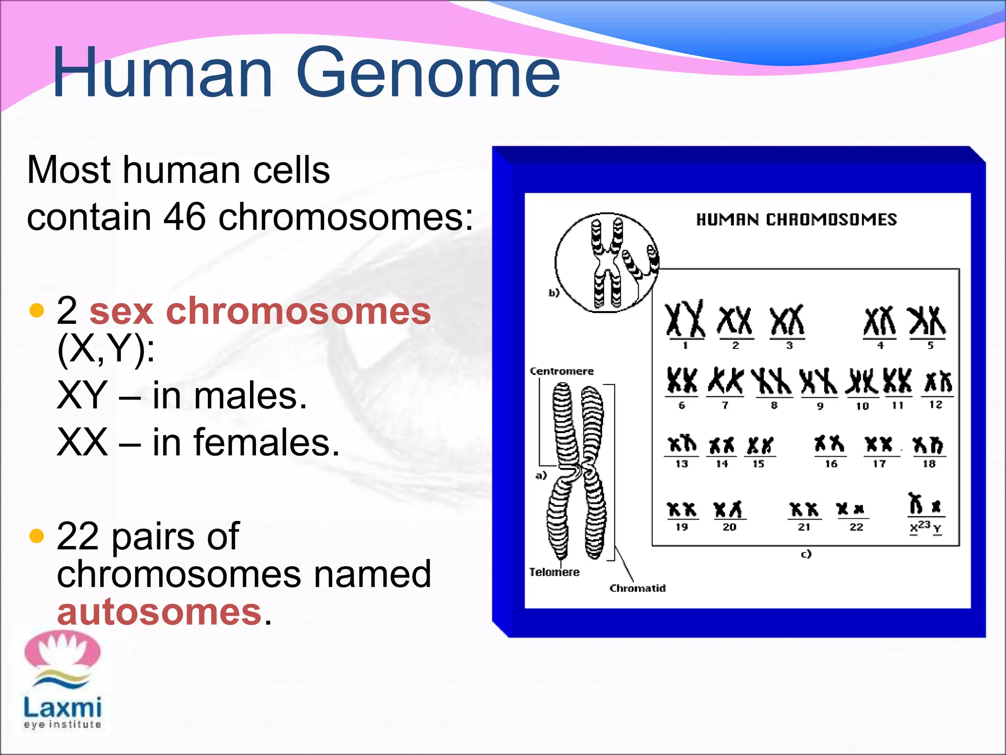 Most human cells
contain 46 chromosomes:
 2 sex chromosomes
(X,Y):
XY – in males.
XX – in females.
 22 pairs of
chromosomes named
autosomes.
Human Genome
 