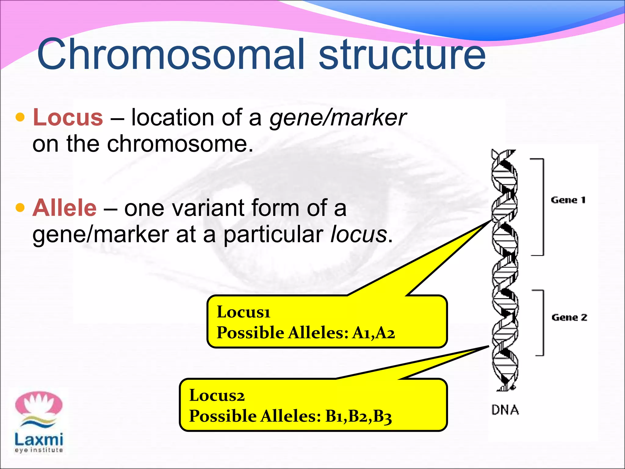  Locus – location of a gene/marker
on the chromosome.
 Allele – one variant form of a
gene/marker at a particular locus.
Locus1
Possible Alleles: A1,A2
Locus2
Possible Alleles: B1,B2,B3
Chromosomal structure
 