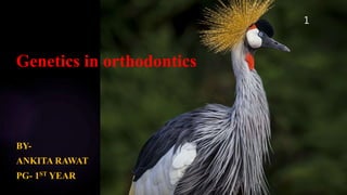 Genetics in orthodontics
BY-
ANKITA RAWAT
PG- 1ST YEAR
1
 