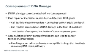 Consequences of DNA Damage
 If DNA damage correctly repaired, no consequences
 If no repair or inefficient repair due to defects in DDR genes
‒ Cell death is most common fate – unrepaired dsDNA breaks are lethal
‒ Can result in accumulation of DNA damage in the form of mutations
‒ Activation of oncogenes, inactivation of tumor suppressor genes
 Accumulation of DNA damage/mutations can lead to cancer
formation/progression
‒ Resulting cancer cells may be more susceptible to drugs that inactivate
remaining DNA repair pathways
Mateo J, et al. Euro Urol. 2017;71:417-425.
 