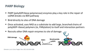 PARP Biology
 PARP (polyADPribose polymerase) enzymes play a key role in the repair of
ssDNA breaks via BER pathway
 Bind directly to sites of DNA damage
 Once activated, uses NAD as a substrate to add large, branched chains of
poly(ADP-ribose) polymers (ie, PARylation) to itself and interaction partners
 Recruits other DNA repair enzymes to site of damage
DNA damage
NAD+ Nicotinamide
+ pADPr
Lig3XRCC1
Polß
PNK
PARP
Ohmoto A, et al. Onco Targets Ther. 2017;10:5195-5208.
 