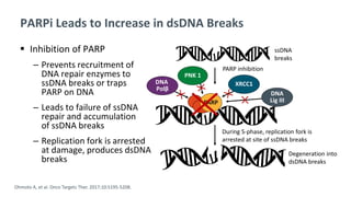PARPi Leads to Increase in dsDNA Breaks
 Inhibition of PARP
‒ Prevents recruitment of
DNA repair enzymes to
ssDNA breaks or traps
PARP on DNA
‒ Leads to failure of ssDNA
repair and accumulation
of ssDNA breaks
‒ Replication fork is arrested
at damage, produces dsDNA
breaks
Ohmoto A, et al. Onco Targets Ther. 2017;10:5195-5208.
PARP
XRCC1
DNA
Lig III
PNK 1
DNA
Polβ
During S-phase, replication fork is
arrested at site of ssDNA breaks
Degeneration into
dsDNA breaks
ssDNA
breaks
PARP inhibition
 