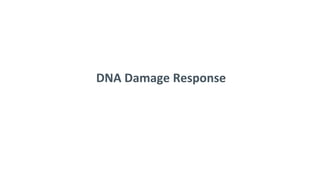 DNA Damage Response
 