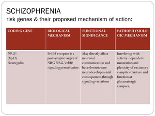SCHIZOPHRENIA
risk genes & their proposed mechanism of action:
CODING GENE BIOLOGICAL
MECHANISM
FUNCTIONAL
SIGNIFICANCE
PATHOPHYSIOLO
GIC MECHANISM
NRG1
(8p12)
Neuregulin
ErbB4 receptor is a
postsynaptic target of
NRG NRG/erbB4
signalingperturbation
May directly affect
neuronal
communication and
have downstream
neurodevelopmental
consequencesthrough
signalingvariations
Interfering with
activity-dependent
maturation and
plasticity of excitatory
synaptic structure and
function at
glutamatergic
synapses,
 