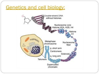 Genetics and cell biology:
 