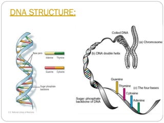 DNA STRUCTURE:
 