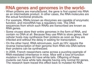 RNA genes and genomes in the world-
• When proteins are manufactured, the gene is first copied into RNA
as an intermediate product. In other cases, the RNA molecules are
the actual functional products.
• For example, RNAs known as ribozymes are capable of enzymatic
function, and microRNA has a regulatory role. The DNA
sequences from which such RNAs are transcribed are known as
RNA genes.
• Some viruses store their entire genomes in the form of RNA, and
contain no DNA at all. Because they use RNA to store genes, their
cellular hosts may synthesize their proteins as soon as they are
infected and without the delay in waiting for transcription.
• On the other hand, RNA retroviruses, such as HIV, require the
reverse transcription of their genome from RNA into DNA before
their proteins can be synthesized.
• In 2006, French researchers came across a puzzling example of
RNA-mediated inheritance in mice. Mice with a loss-of-function
mutation in the gene Kit have white tails. Offspring of these
mutants can have white tails despite having only normal Kit genes.
The research team traced this effect back to mutated Kit RNA.
 