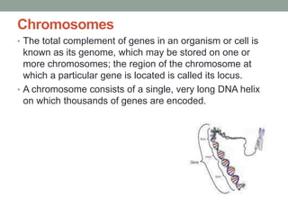 Chromosomes
• The total complement of genes in an organism or cell is
known as its genome, which may be stored on one or
more chromosomes; the region of the chromosome at
which a particular gene is located is called its locus.
• A chromosome consists of a single, very long DNA helix
on which thousands of genes are encoded.
 
