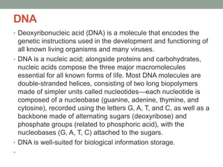 DNA
• Deoxyribonucleic acid (DNA) is a molecule that encodes the
genetic instructions used in the development and functioning of
all known living organisms and many viruses.
• DNA is a nucleic acid; alongside proteins and carbohydrates,
nucleic acids compose the three major macromolecules
essential for all known forms of life. Most DNA molecules are
double-stranded helices, consisting of two long biopolymers
made of simpler units called nucleotides—each nucleotide is
composed of a nucleobase (guanine, adenine, thymine, and
cytosine), recorded using the letters G, A, T, and C, as well as a
backbone made of alternating sugars (deoxyribose) and
phosphate groups (related to phosphoric acid), with the
nucleobases (G, A, T, C) attached to the sugars.
• DNA is well-suited for biological information storage.
•
 