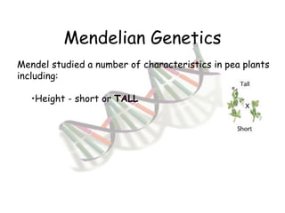 Mendelian Genetics Mendel studied a number of characteristics in pea plants including: Height - short or  TALL 