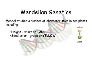 Mendelian Genetics Mendel studied a number of characteristics in pea plants including: Height - short or  TALL Seed color - green or  YELLOW 