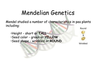 Mendelian Genetics Mendel studied a number of characteristics in pea plants including: Height - short or  TALL Seed color - green or  YELLOW Seed shape - wrinkled or  ROUND 