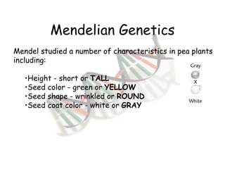 Mendelian Genetics Mendel studied a number of characteristics in pea plants including: Height - short or  TALL Seed color - green or  YELLOW Seed shape - wrinkled or  ROUND Seed coat color - white or  GRAY   