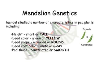 Mendelian Genetics Mendel studied a number of characteristics in pea plants including: Height - short or  TALL Seed color - green or  YELLOW Seed shape - wrinkled or  ROUND Seed coat color - white or  GRAY   Pod shape - constricted or  SMOOTH 