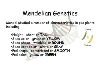 Mendelian Genetics Mendel studied a number of characteristics in pea plants including: Height - short or  TALL Seed color - green or  YELLOW Seed shape - wrinkled or  ROUND Seed coat color - white or  GRAY   Pod shape - constricted or  SMOOTH Pod color - yellow or  GREEN 