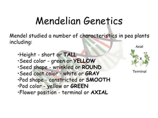 Mendelian Genetics Mendel studied a number of characteristics in pea plants including: Height - short or  TALL Seed color - green or  YELLOW Seed shape - wrinkled or  ROUND Seed coat color - white or  GRAY   Pod shape - constricted or  SMOOTH Pod color - yellow or  GREEN Flower position - terminal or  AXIAL 
