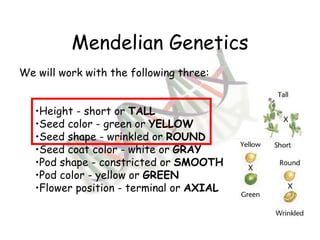 Mendelian Genetics We will work with the following three: Height - short or  TALL Seed color - green or  YELLOW Seed shape - wrinkled or  ROUND Seed coat color - white or  GRAY   Pod shape - constricted or  SMOOTH Pod color - yellow or  GREEN Flower position - terminal or  AXIAL 
