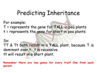 Predicting Inheritance For example: T = represents the gene for  TALL  in pea plants t = represents the gene for short in pea plants So: TT & Tt both result in a  TALL  plant, because T is dominant over t.  t is recessive.  tt will result in a short plant. Remember there are two genes for every trait! One from each parent. 