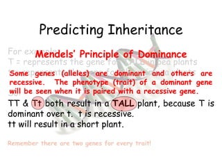 Predicting Inheritance For example: T = represents the gene for  TALL  in pea plants t = represents the gene for short in pea plants So: TT &  Tt  both result in a  TALL  plant, because T is dominant over t.  t is recessive.  tt will result in a short plant. Remember there are two genes for every trait! Mendels’ Principle of Dominance Some genes (alleles) are dominant and others are recessive.  The phenotype (trait) of a dominant gene will be seen when it is paired with a recessive gene. 