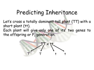 Predicting Inheritance Let’s cross a totally dominant tall plant (TT) with a short plant (tt). Each plant will give only one of its’ two genes to the offspring or F 1  generation. TT x tt T T t t 