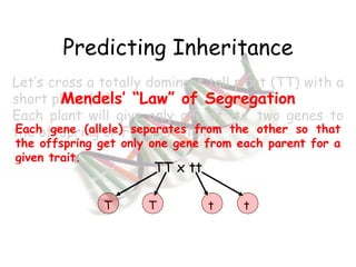 Predicting Inheritance Let’s cross a totally dominant tall plant (TT) with a short plant (tt). Each plant will give only one of its’ two genes to the offspring or F 1  generation. TT x tt T T t t Mendels’ “Law” of Segregation Each gene (allele) separates from the other so that the offspring get only one gene from each parent for a given trait. 
